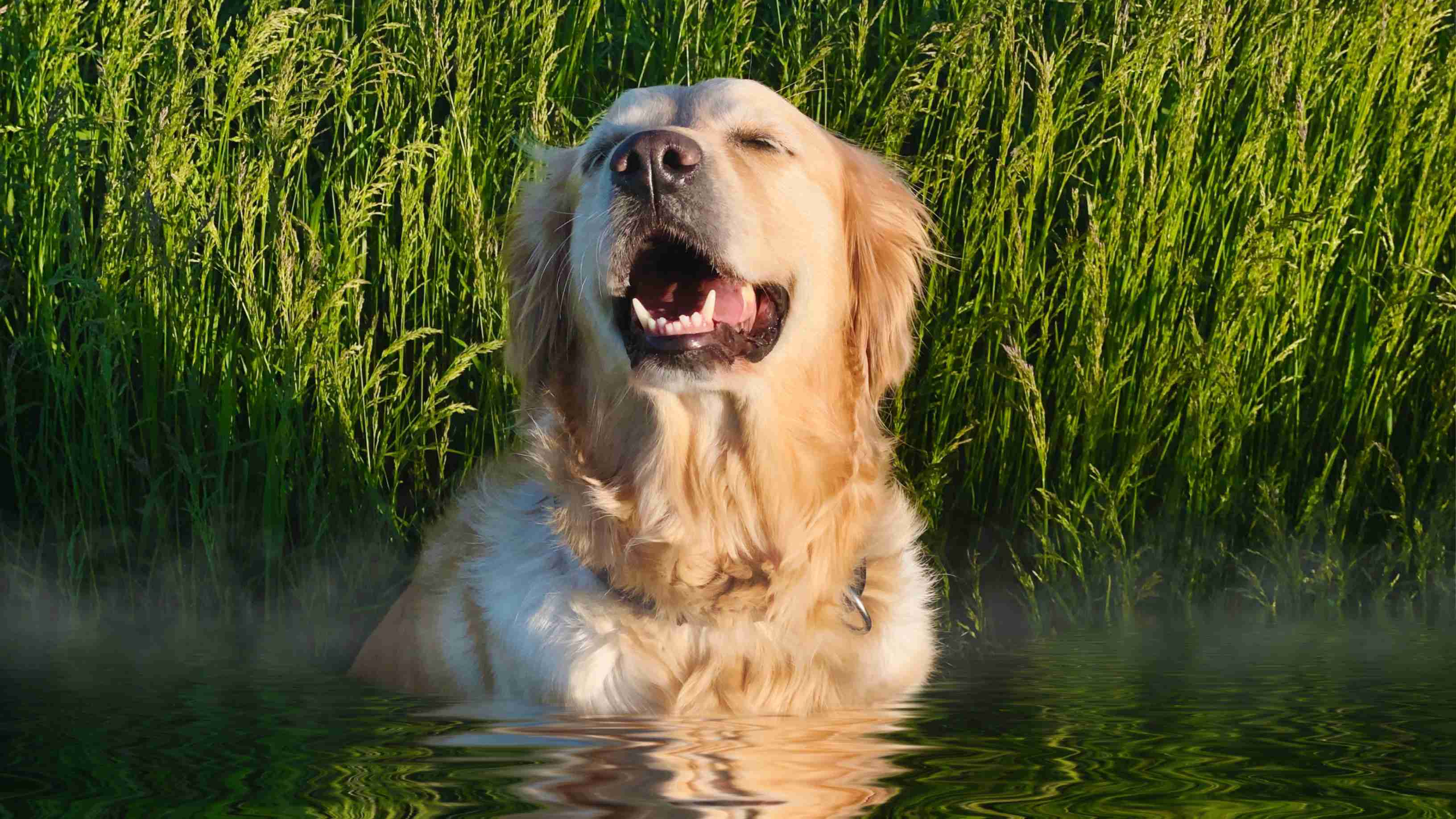 Are there any specific dental care requirements for Golden Retrievers?
